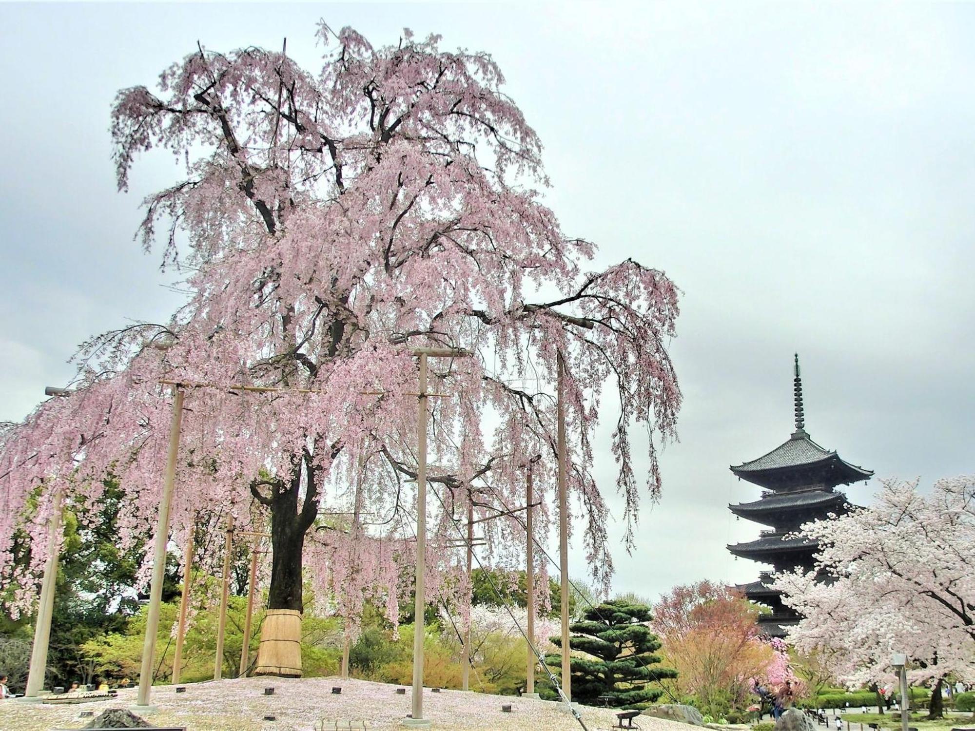 Stay Sakura Kyoto Higashi Hongan-Ji I Quioto Exterior foto